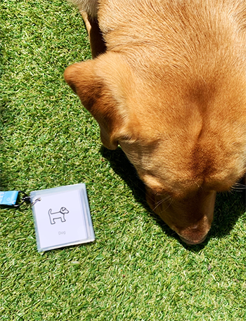 Makaton symbol for Dog, next to a real dog